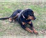 Small #5 Rottweiler Mix