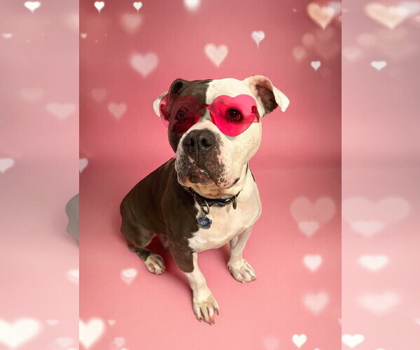 Medium Photo #7 American Bulldog Puppy For Sale in Rockville, MD, USA
