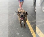 Small #3 Mountain Cur-Staffordshire Bull Terrier Mix