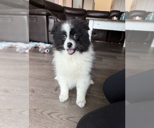 Pomeranian Puppy for sale in MARTINSVILLE, IN, USA