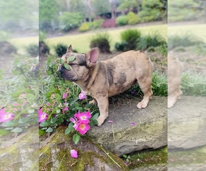 French Bulldog Puppy for sale in ATLANTA, GA, USA