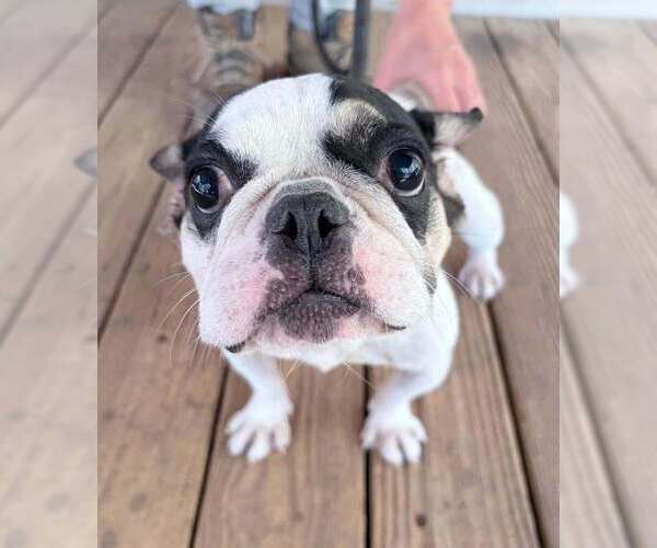 Medium Photo #1 Boston Terrier-Unknown Mix Puppy For Sale in New York, NY, USA