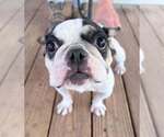 Elle (GA) - Female Boston Terrier-Unknown Mix Dog for Adoption - Small photo