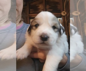 Great Pyrenees Puppy for sale in WALKER, IA, USA