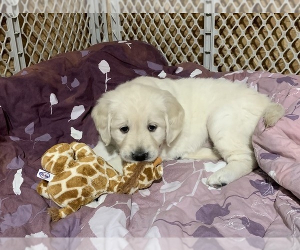 Medium Photo #3 English Cream Golden Retriever Puppy For Sale in MARSHFIELD, WI, USA