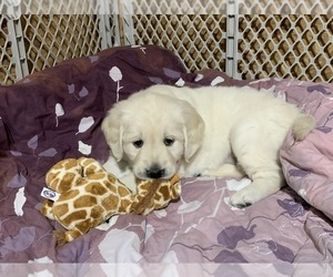 Medium English Cream Golden Retriever