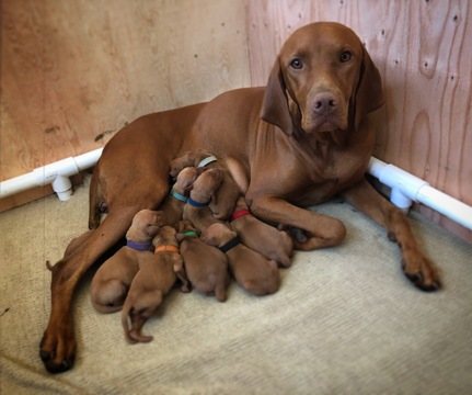 View Ad: Vizsla Litter of Puppies for Sale near California, NEWHALL ...