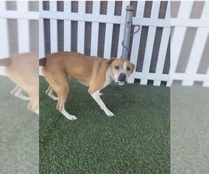 American Pit Bull Terrier-Unknown Mix Dogs for adoption in Modesto, CA, USA