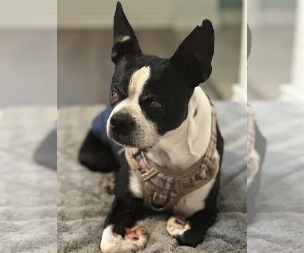 Medium Photo #2 Boston Terrier Puppy For Sale in Little Elm, TX, USA