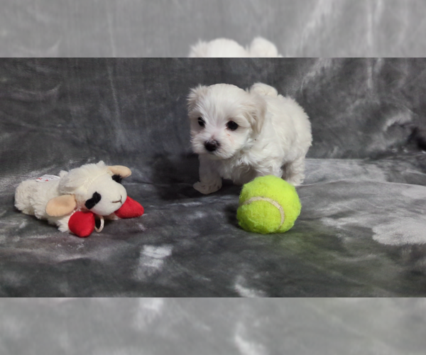 Medium Photo #9 Maltese Puppy For Sale in OCALA, FL, USA