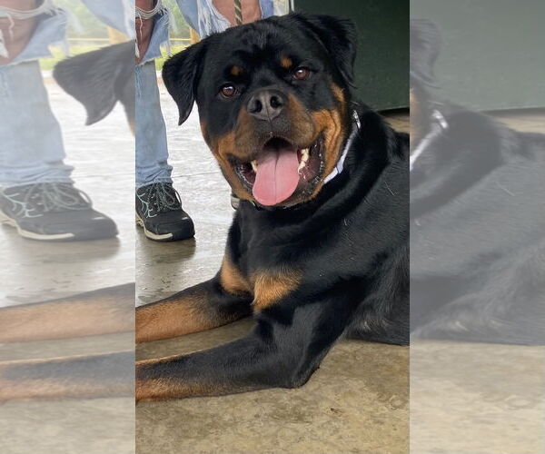 Medium Photo #4 Rottweiler Puppy For Sale in Mooresville, NC, USA