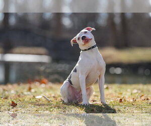 Monteray - Male American Pit Bull Terrier-Unknown Mix Dog for Adoption - Photo #26