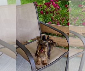 Yorkshire Terrier Puppy for sale in INDIANAPOLIS, IN, USA