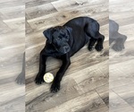 Small Photo #55 Rotticorso Puppy For Sale in REEVESVILLE, SC, USA