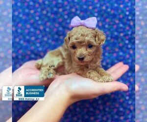 Poodle (Toy) Puppy for sale in WINNSBORO, LA, USA