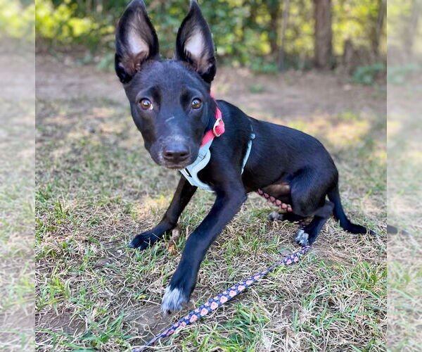 Medium Photo #3 Mutt Puppy For Sale in Canton, CT, USA