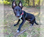 Small #2 Mutt