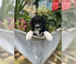 Small #3 Aussiedoodle