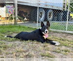 Small #7 Border Collie-Collie Mix