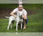 Small #4 American Staffordshire Terrier Mix