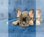 Small #8 French Bulldog