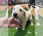 Puppy Orange Golden Retriever