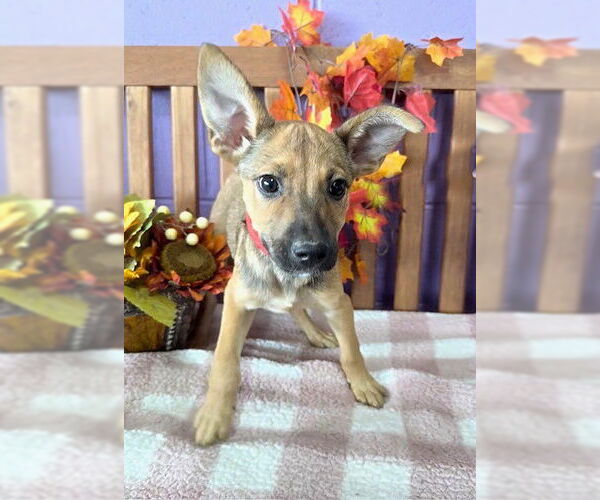 Medium Photo #2 Feist Terrier-Unknown Mix Puppy For Sale in Genesee, WI, USA