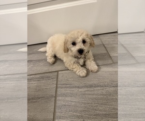 Bichon Frise Puppy for sale in ODENTON, MD, USA