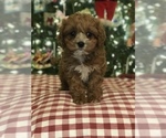 Small Photo #1 Cavapoo Puppy For Sale in BOWLING GREEN, KY, USA