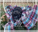 Small #10 Schnoodle (Miniature)
