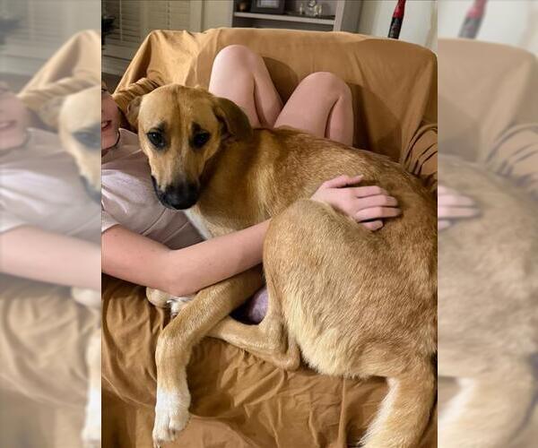 Medium Photo #1 Labrador Retriever-Unknown Mix Puppy For Sale in Mobile, AL, USA