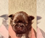 Puppy Osten Shih Tzu