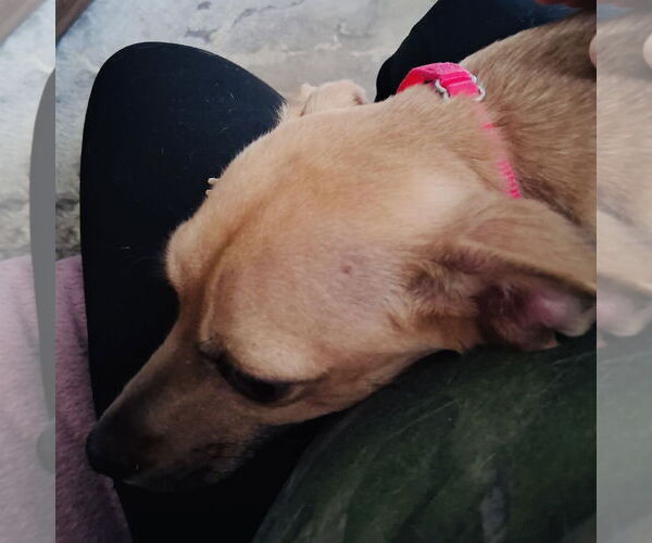 Medium Photo #5 Jack Chi Puppy For Sale in Princeton, MN, USA