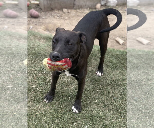 Medium Photo #8 American Staffordshire Terrier-Unknown Mix Puppy For Sale in Tracy City, TN, USA
