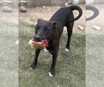 Small #7 American Staffordshire Terrier Mix