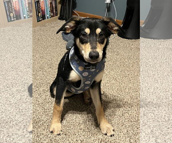 Medium Photo #1 Australian Kelpie-German Shepherd Dog Mix Puppy For Sale in Princeton, MN, USA