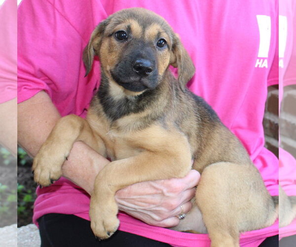 Medium Photo #3 Labrador Retriever-Unknown Mix Puppy For Sale in Prattville, AL, USA