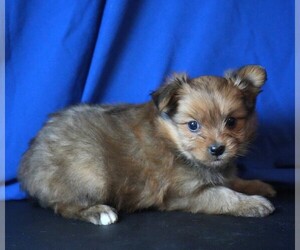 Yoranian Puppy for sale in ROCK VALLEY, IA, USA