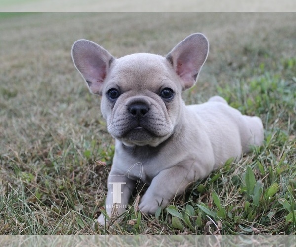Medium Photo #1 French Bulldog Puppy For Sale in GRANGER, IN, USA