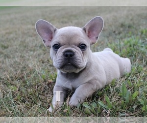 Medium French Bulldog
