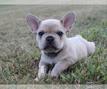 Puppy Queso French Bulldog