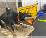Small Photo #10 German Shepherd Dog Puppy For Sale in INDIANAPOLIS, IN, USA