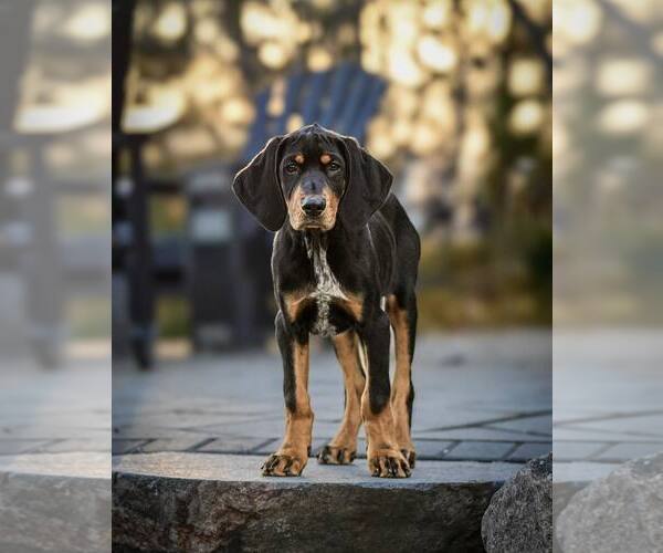 Medium Photo #1 Bluetick Coonhound-Doberman Pinscher Mix Puppy For Sale in Minneaoplis, MN, USA