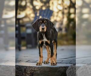 Bluetick Coonhound-Doberman Pinscher Mix Dogs for adoption in Minneaoplis, MN, USA