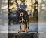 Small Bluetick Coonhound-Doberman Pinscher Mix