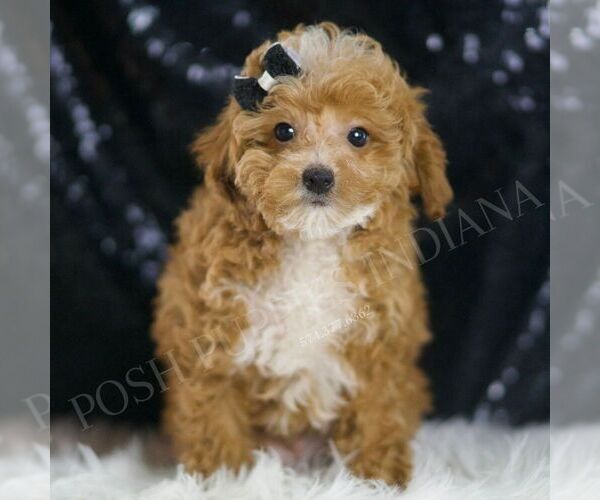 Medium Photo #5 Poodle (Toy) Puppy For Sale in WARSAW, IN, USA