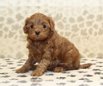Small #3 Cavapoo