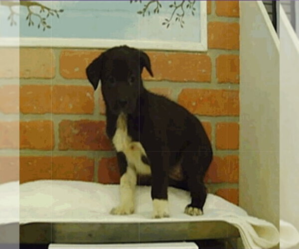 Medium Photo #3 Labrenees Puppy For Sale in Lakewood, CO, USA