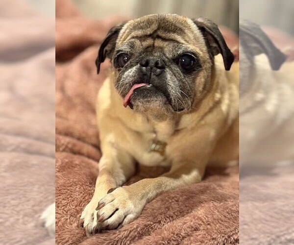 Medium Photo #4 Pug Puppy For Sale in Indianapolis, IN, USA