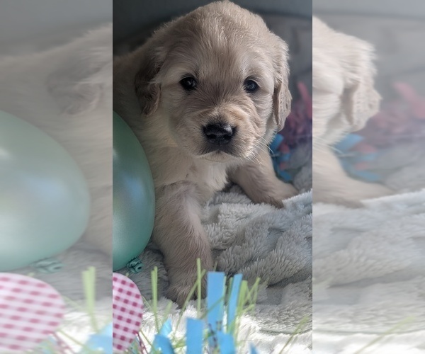 Medium Photo #4 Golden Retriever Puppy For Sale in MODESTO, CA, USA